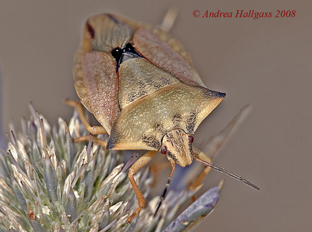 Carpocoris fuscispinus ????